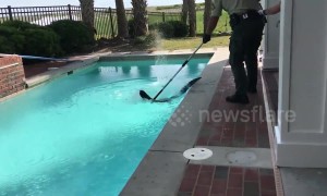 US holidaymakers find alligator in swimming pool of rental house in North Carolina