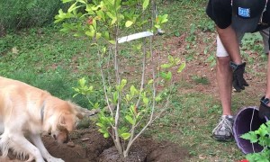 Golden Helps in the Garden