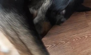 Adorable Dog Growls for Attention