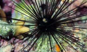 Long Spined Sea Urchin Spotted at Night