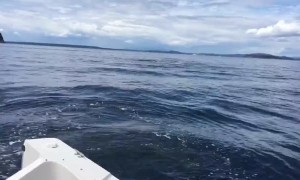 Killer whale scares passengers after nearly jumping into boat