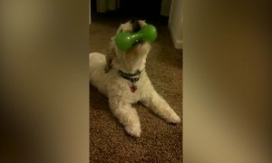 Dog Can't get Enough of Squeaky Toy