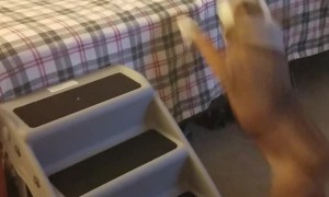 Bulldog Takes The Hard Way Up the Bed