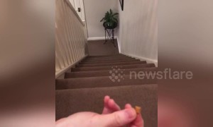 Like furry lightning! Owner summons cat by rustling treats