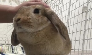 Cute bunny enjoys cuddling