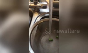 Tap water holds peas in place in weirdly hypnotic display