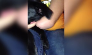 Sweet Dog Loves to Nap with Owner