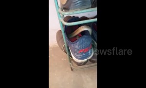 Careful where you step! Indian man finds cobra curled up inside his shoe
