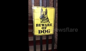Beware of the dog! Dachshund is the 'vicious guard' of her family home