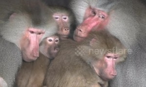 That spot is mine! Baboons chase each other to get best cover from the rain