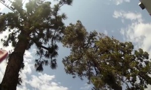 Firefighters amazingly catch cat stuck in tree