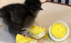 Baby Bird Munches on Hard-Boiled Egg