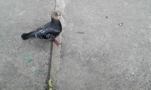 Pigeon Dons Bread Necklace