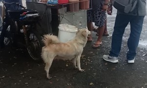 Smart Stray Finds Good Food