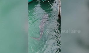 Beachgoers amazed by whale shark swimming in harbour