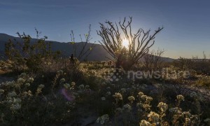 Stunning time lapse of milky way over California desert wildflower bloom