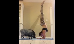 Cuddles and kisses for US pet pig while owner does yoga