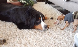 Vocal dog shares his frustration after having to share with puppy