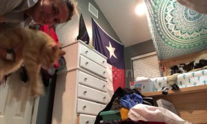 This feline loves being 'cat-apulted' onto his owner's bed