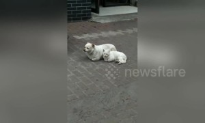 Copycat! Friendly feline mimics dog companion's movements