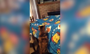 Cat VS Blanket Fort