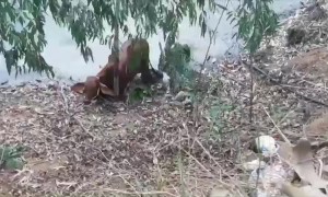 Terrified calf rescued after falling into pond while fleeing noise of chainsaw