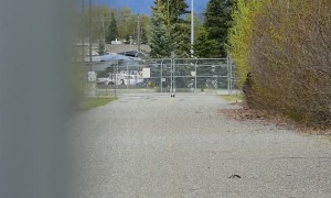 Animals Clash in Anchorage