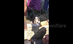 Neighbourhood dog throws ball over wall so he can play with everyone