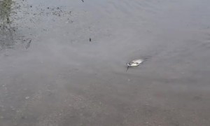 Catching a Carp in Your Flooded Driveway