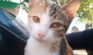 Cool Cat Cruises on a Scooter