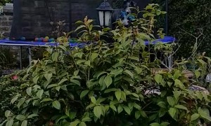Lurcher Pup Loves Leaping on Trampoline