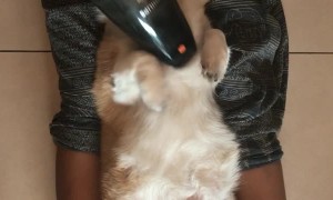 Logan Loves Getting Groomed