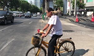 Cyclist takes chicken for a ride during morning rush hour in Thailand