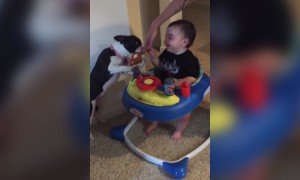 Baby Loves Getting Kisses from Dog