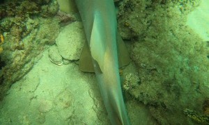 Shark Rescued Just Off Shore