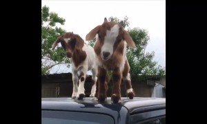 'Get off my Jeep!' Cheeky goat kids play on roof of Texas man's car