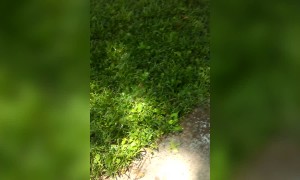 Pup has Fun With a Hose