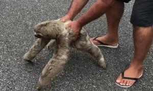 Helping a Sloth Cross the Road