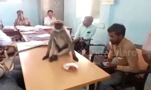 Wild monkey spotted at polling station during elections in India