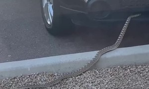 Surprisingly Long Snake Slithers Out of SUV