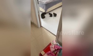 'Pay attention, class!' Mother cat teaches kittens how to wash their faces in China