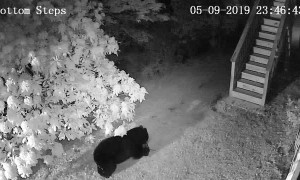 Bear Takes a Bite out of Boot