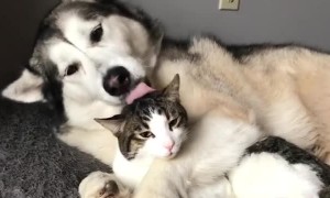 Sweet doggy cuddles kitty in preciously cute footage