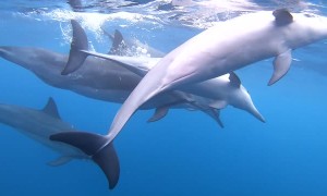Snorkeling with a Super Pod of Dolphins