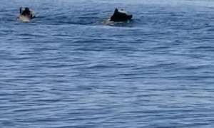 Grizzly Bears Bobbing By the Boat