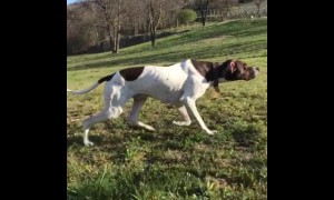 Pointer dog shows off flawless hunting skills while stalking chicken