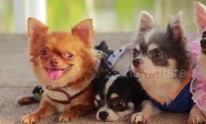 This family of chihuahuas is ridiculously cute