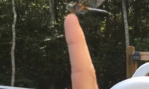 Making Friends with a Dragonfly