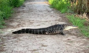 Three-legged alligator spotted at Florida nature reserve