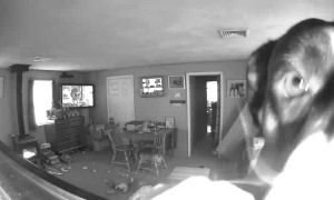 Dog Doesn't Leave Evidence